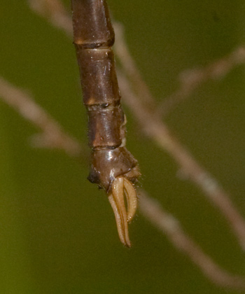 Telephlebia godeffroyi